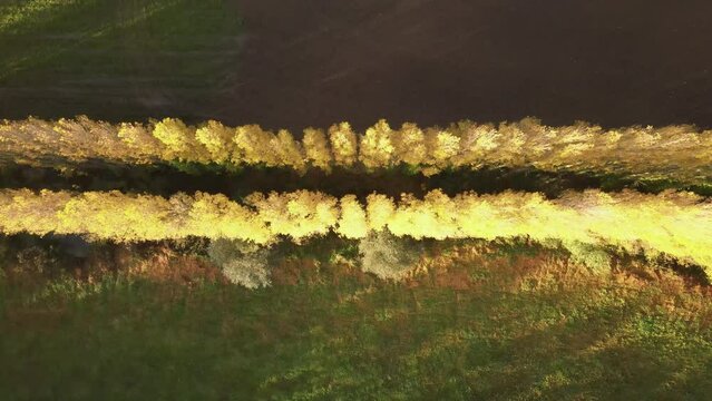 rang&eacute;es d'arbres aux couleurs dor&eacute;es, vu de drone