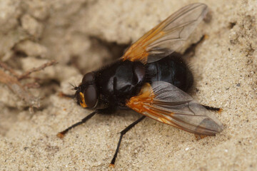 Dorsal closeup of a colorful black noon or noonday fly, Mesembrina meridiana fly sitting on the...