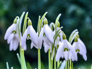 Snowdrops bloom in the meadow