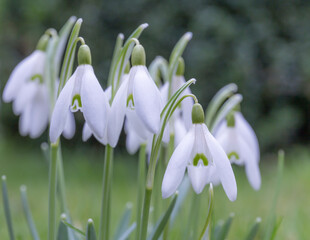 Snowdrops bloom in the meadow