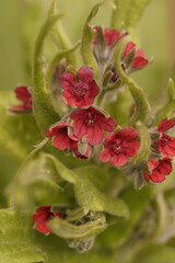 Obraz premium Closeup on a soft red flowering houndstongue, houndstooth, dog's tongue or gypsy flower Cynoglossum officinale