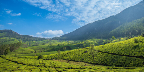 Tea Plantation