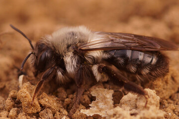 Closeup on a fluffy, female European grey-backed mining bee, Andrena vaga on the ground