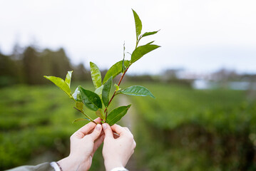 Woman holding green tea leaves in hands on tea plantation. Close up of tea plant (camellia sinensis). Cha Gorreana tea factory in Azores, Sao Miguel