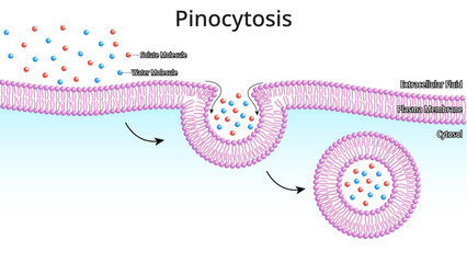 Pinocytosis - Process by which The Cell Takes in The Fluids Along with Dissolved Small Molecules - Medical Vector Illustration