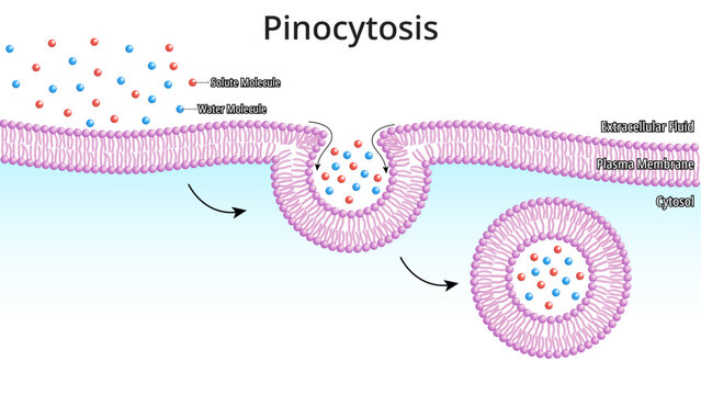 Pinocytosis - Process by which The Cell Takes in The Fluids Along with Dissolved Small Molecules - Medical Vector Illustration