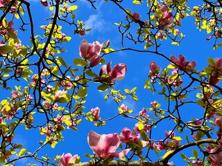 Spring magnolia flowers beautiful blossom on blue sky.
