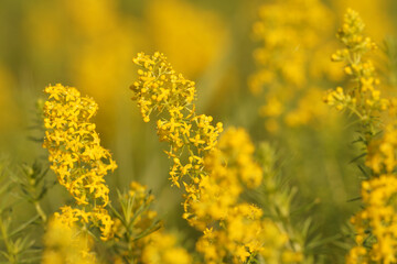 Soft closeup on yellow bedstraw flowers , Galium verum , in a meadown in Gard, Southern France