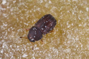 Tiny Ciidae beetle, Tropicis sexcarinatus, found in bracket fungi on island of Mauritius.