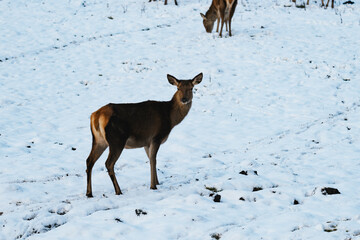 European fallow deer (Dama dama) in the snow
