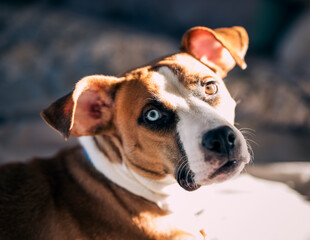 jack Russell terrier/ boxer mix