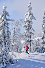 nice and active senior woman hiking with snow shoes in deep powder snow in the Hochhaedrich area of...