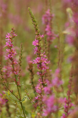 Vertical closeup on a purple flowering purple loosestrife wildflower, Lythrum salicaria