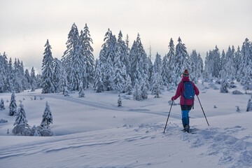 nice and active senior woman hiking with snow shoes in deep powder snow in the Hochhaedrich area of...
