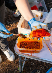 Hands in blue gloves brushing mackerel fish with spicy marinade sauce on a portable table outdoors, amidst natural surroundings
