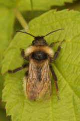 Vertical closeup on a male Field cuckoo bumnble-bee Bombus campestris, sitting on a green leaf