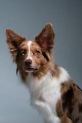 border collie dog