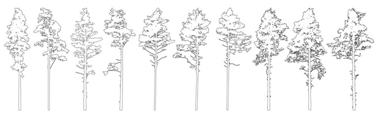 Contour of tall coniferous trees, set of beautiful pine trees. Vector illustration. © nosyrevy