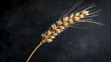 High resolution image of oat spike.