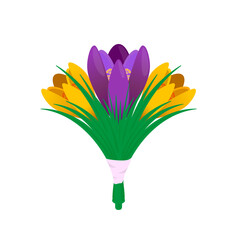 Crocus bouquet. Vector illustration isolated on white background