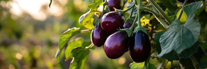 Lush eggplants with a glossy finish dangle from their leafy stems in a sunlit vegetable garden