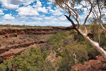 Dales Gorge in Karijini National Park in Western Australia. Leaning tree next to the edge of Dales...