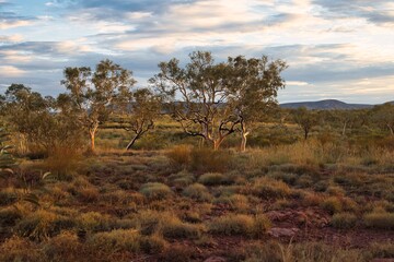 Eucalyptus trees in golden hour light at Karijini National Park, Western Australia. Beautiful evening scene in Australia's outback. 