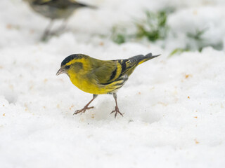 A male Siskin looking for food on the ground which is covered in snow during the winter months.