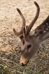 Very attractive spotted deer in a park.