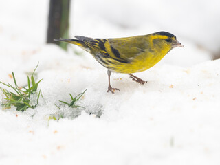 A male Siskin searching for food in the winter on the snow covered ground.