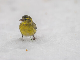 A female Siskin on the ground which is covered in snow during the winter months.