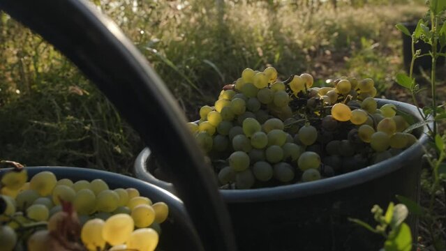 Bunches of white grapes lies in a bucket.