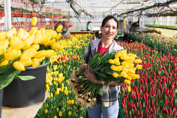 Greenhouse worker is picking tulips in a greenhouse for a bouquet