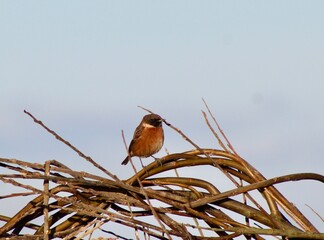 red winged blackbird