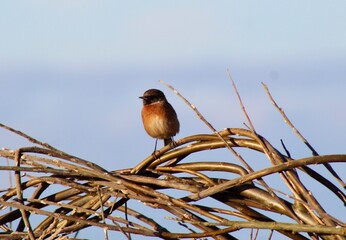 blackbird