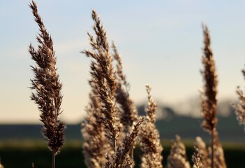 Fototapeta premium wheat field at sunset