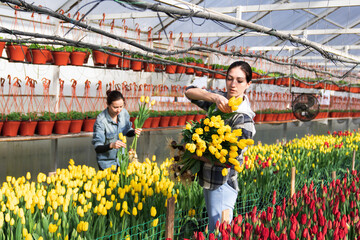 Greenhouse worker is picking tulips in a greenhouse for a bouquet