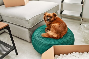 A brown dog sitting on a green knitted pouf in a modern apartment with a cardboard box and...