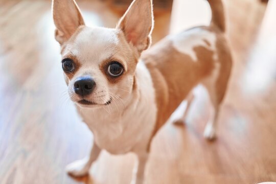 Cute chihuahua stares with big eyes inside a home, evoking warmth and companionship