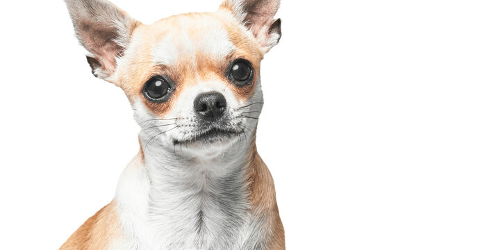 Close-up portrait of a tan and white chihuahua against an isolated white background