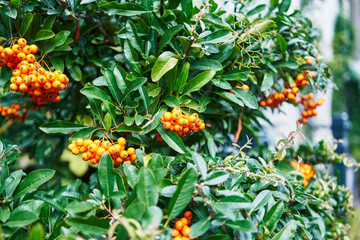 Vibrant orange berries nestled among lush green leaves, suggesting nature's bounty in an outdoor setting.