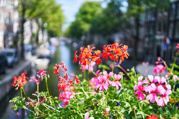Vibrant geraniums foregrounding a scenic amsterdam canal with bicycles, boats, and traditional...