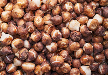 Close-up of unpeeled tulip bulbs in bulk, showcasing natural textures for gardening and agriculture.