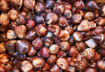Close-up shot of raw tulip bulbs piled together, showcasing natural textures and agriculture concept.