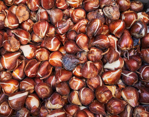 Close-up of sprouting tulip bulbs in a pile, ready for gardening in spring.