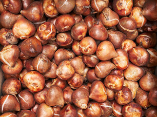 Close-up view of numerous vibrant tulip bulbs in natural colors representing gardening and horticulture.