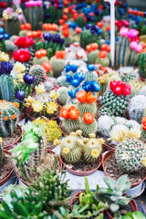 Vibrant cacti with colorful flowers in pots arranged for sale in an outdoor market.