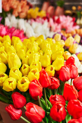 Colorful bouquet of yellow and red tulips in full bloom at a vibrant flower market.