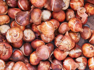 Close-up of fresh, raw tulip bulbs grouped tightly to showcase their unique textures and colors.