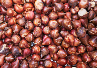 A close-up of numerous tulip bulbs ready for planting, with a focus on natural textures and hues.